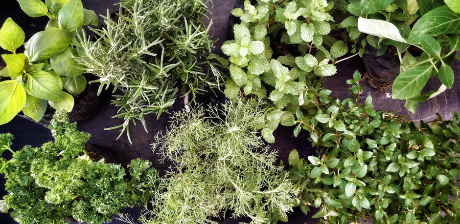 Es werden Kräuterpflanzen gezeigt.